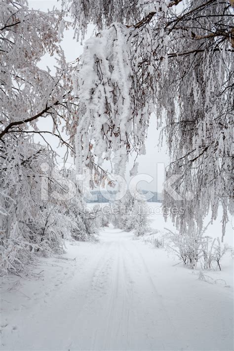 Snowy Trees In Winter Landscape And Rural Road Stock