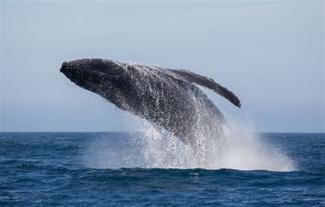 Wallpaper Ocean Splash Jumping Whale Humpback Images For Desktop