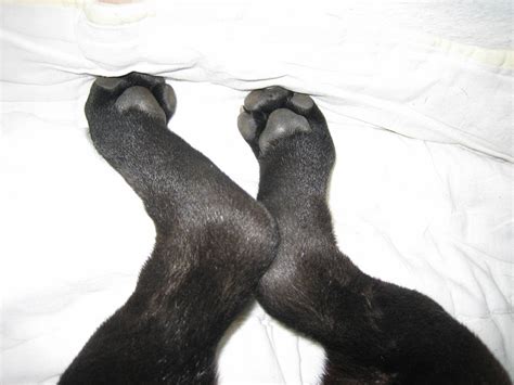 Dogs Paws 30 Amazing Facts √ Anatomy Shape Size And Structure Claws