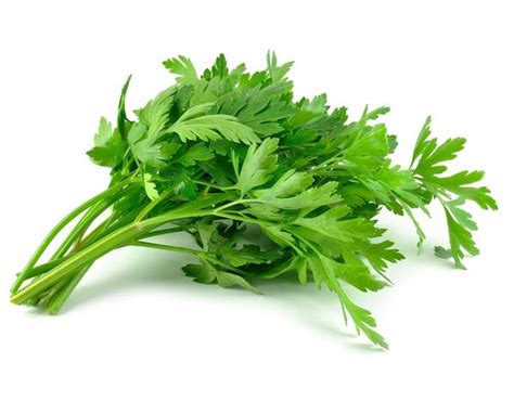 Buy Celery Seeds Ajwain Seeds Carom Herb Seeds Pack Of 300 Seeds By