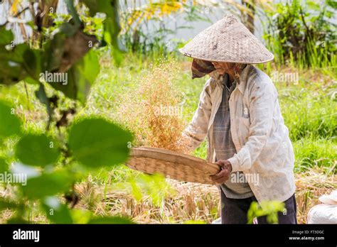 Female Worker Sifting Rice In The Fields Of Ubud Bali Indonesia Stock