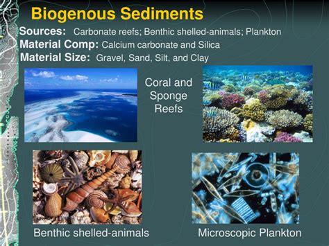 Evaporites are deposits that include many salts that are important to humans. PPT - Marine Sediments Origin, Composition, and Distribution PowerPoint Presentation - ID:4530318