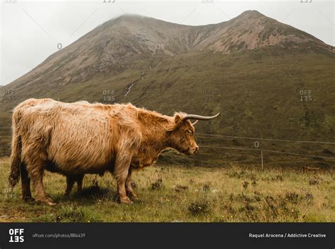 Side View Of Brown Long Haired Highland Cattle Standing Grazing In