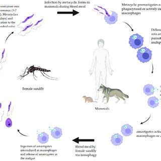 Digenetic Life Cycle Of Leishmania Infantum Alternating Between Download Scientific Diagram