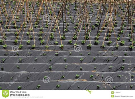 Discussioni su pratiche agricole in disuso ma sempre interessanti. Piante del favino immagine stock. Immagine di verde ...