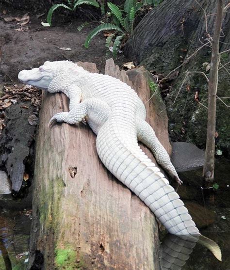 Beautiful Albino Alligator At The South Carolina Aquarium Rare