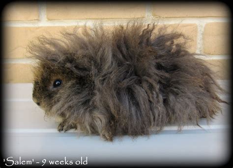 All Things Guinea Pig Our Curly Sheba Bubs Are 9 Weeks Old