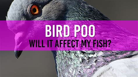 Will Bird Poop Affect My Pond Is Bird Waste Helpful