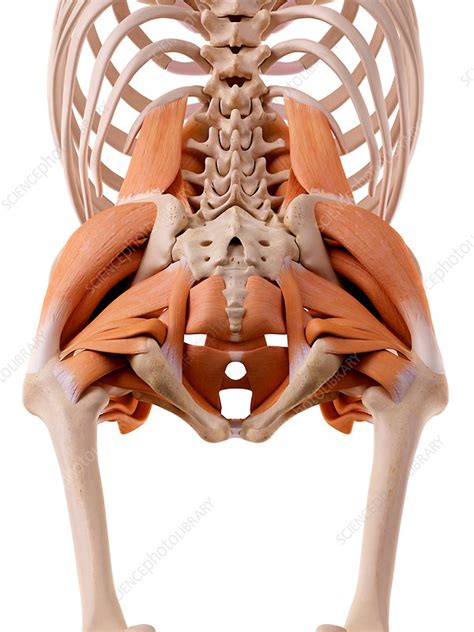 Human Hip Muscles Stock Image F0157569 Science Photo Library