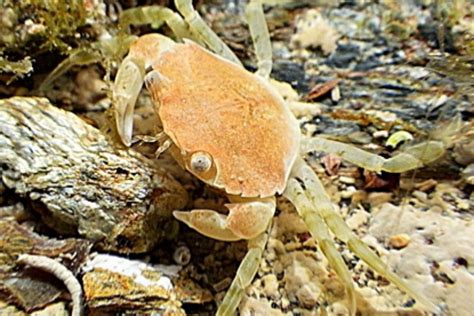 Entonces se pudo ver que debajo del macho había una hembra. Las tortugas marinas se sienten atraídas por el olor del ...