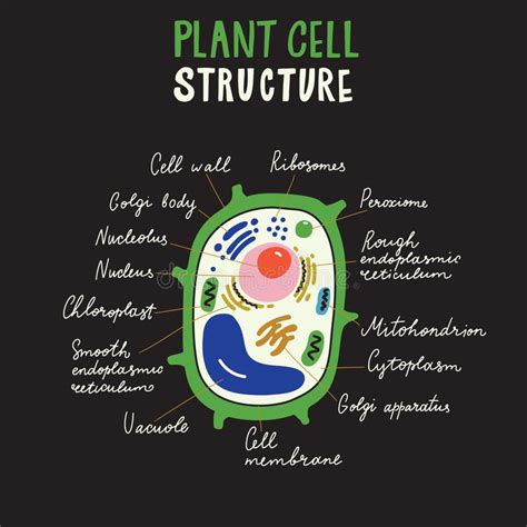Click here to get an answer to your question animal cell diagram pls hand drawn!!!!! Plant Cell With Cell Membrane Stock Vector - Illustration ...