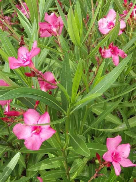 I have touched the plant without gloves all of the time and have never developed skin irritation. Nerium oleander 'Margaritha' - Pépinières de la Rivière