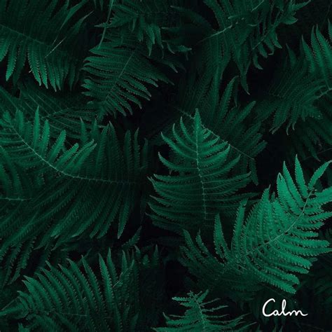 More images for aesthetic iphone dark nice wallpapers » Calm on Twitter | Dark green wallpaper, Dark green ...