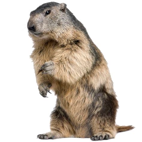 tubes animaux,png animaux,vector animaux