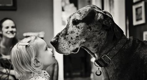 12 Things They Dont Tell You About Great Danes Pawinterest Pawinterest