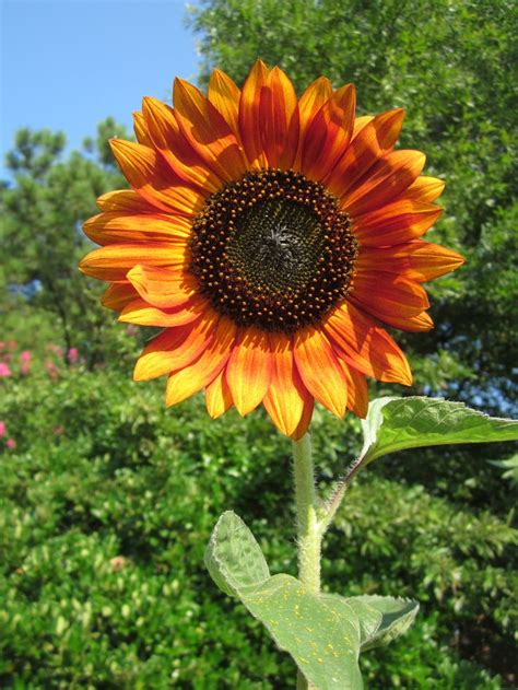 17 Best Images About Unusual Sunflowers On Pinterest Sunflower Seeds