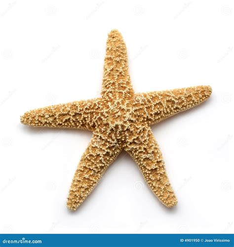 Sea Star Stock Photo Image Of Bumpy Background Mollusca 4901950
