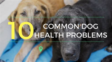 Discover The 10 Common Dog Health Problems Youtube