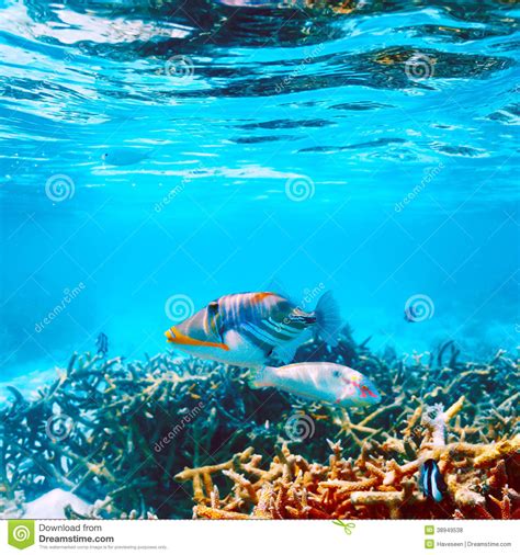 Coral Reef At Maldives Stock Photo Image Of Marine