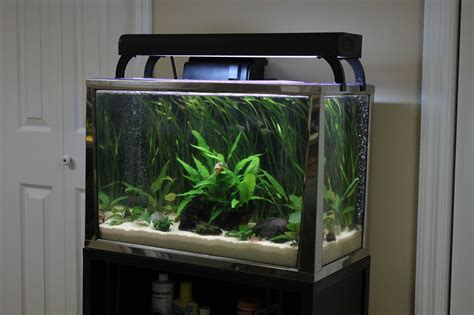 20 Gallon Fish Tanks And Aquariums For Sale Aquatics World