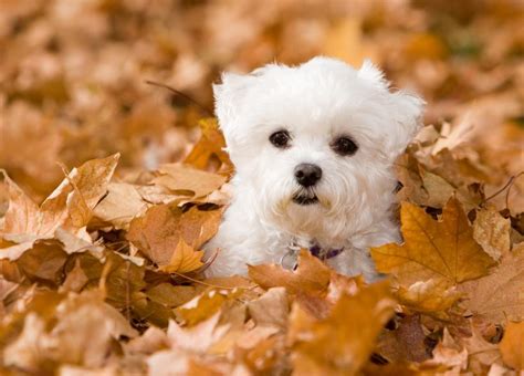 Cuántos cachorros puede tener un bichón maltés 6 pasos