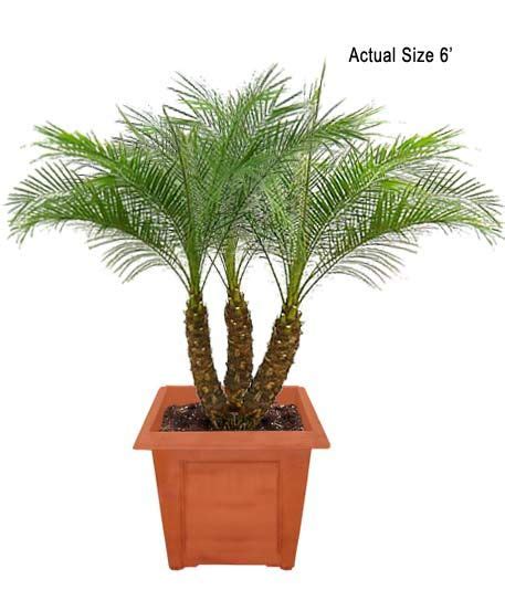 Pygmy Date Palm Tree Dwarf Date Palm Phoenix Roebelenii Care Tips