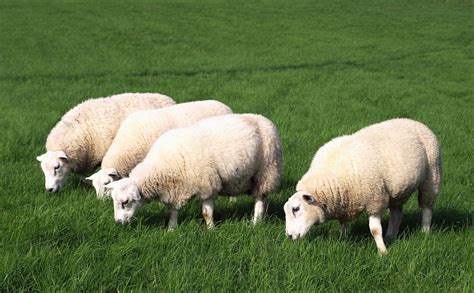 Are Sheep Better Lawn Mowers Than Goats Modern Farmer