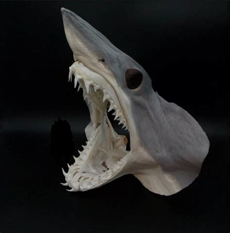 Big Shortfin Mako Shark Head Dry Preserved Isurus Catawiki