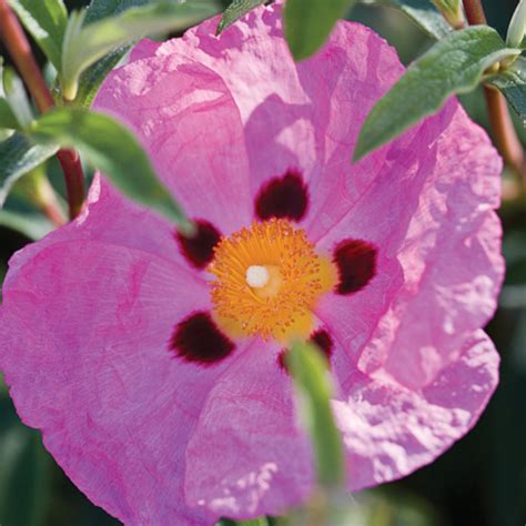 Top 50 Water Wise Plants Sunset Magazine