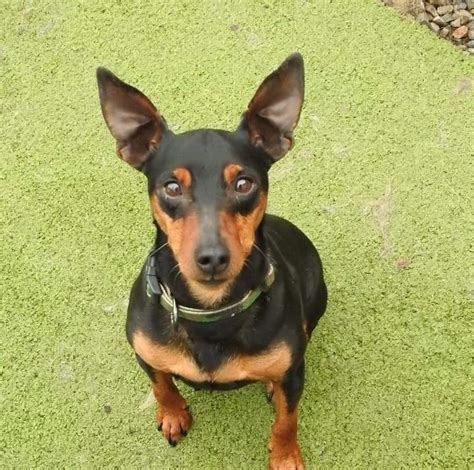 Tiny Tim 2 Year Old Male Miniature Pinscher Available For Adoption