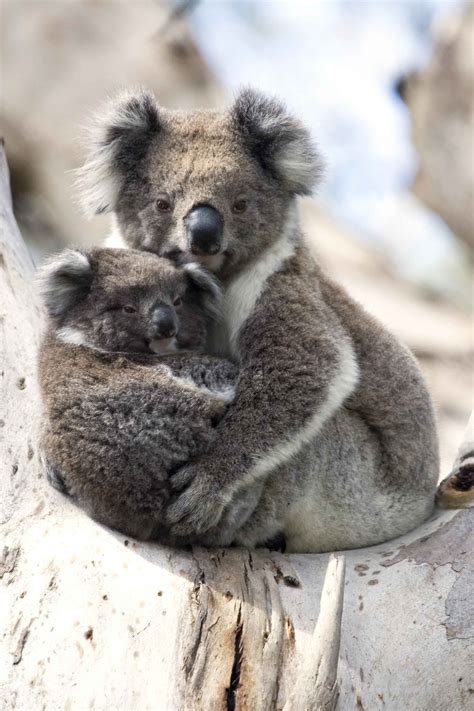 Mama And Baby Cuddly Animals Baby Animals Koala Marsupial