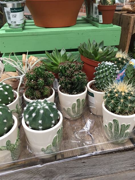 Cacti Mini Pot Plants Plants Garden Room Pot