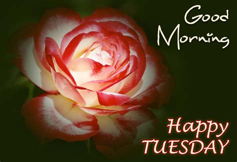Happy Tuesday Rose Premium Wishes