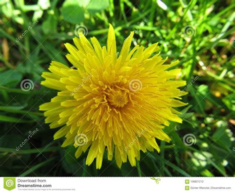 Dandelions In The Meadow Yellow Stock Photo Image Of Full Meadow