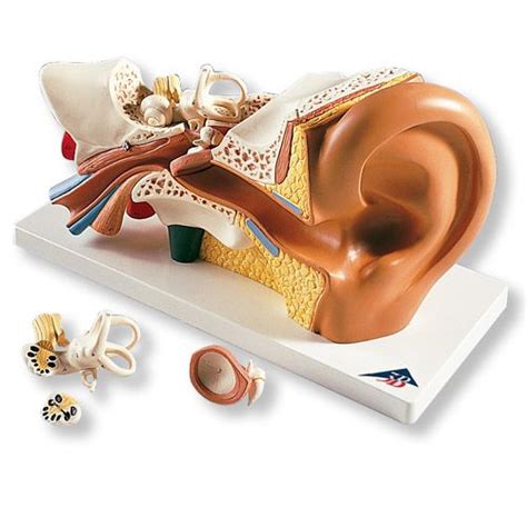 Giant Ear Model Vj513 Enlarged Ear Anatomy 3b Scientific Ear