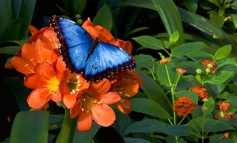 Mariposa Morfo Azul Mariposas Del Pn Cañon Del Sumidero · Inaturalist