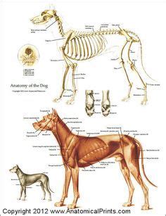 It is, for people who like dogs, a great gallery of. Dog Muscular and Skeletal Anatomy Poster - 24" X 36" | Dog ...