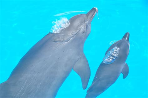 How Long Can A Bottlenose Dolphin Hold Its Breath Parote