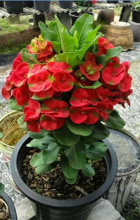Corona de cristo, espina de cristo, espinas de cristo, gracia de dios, coronita de cristo, euforbia mili en inglés. Planta Corona de cristo en 2020 | Cultivo de flores ...