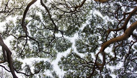 The trees are usually evergreens, which are able to withstand the harsh the canopy, by some estimates, is home to 40 percent of all plant species, suggesting that perhaps half of all life on earth could be found there. What Plants Live in the Canopy Layer? | Sciencing