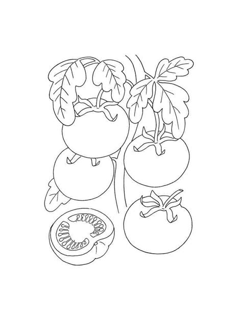 Tomato Plant Printable Coloring Page Download Print Or Color Online