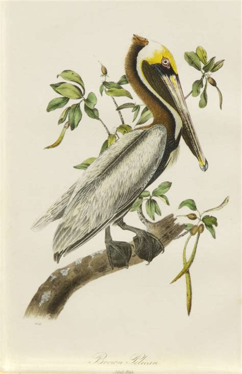 John James Audubon Brown Pelican Print At 1stdibs