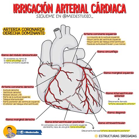 Irrigación Arterial Cardíaca Libros De Anatomia Anatomía Médica