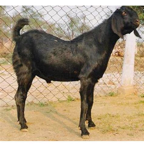 Beetal Goat By Karnal Dairy Consultancy Beetal Goat Inr 350