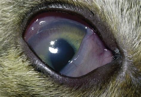 Ocular Infections | Veterian Key
