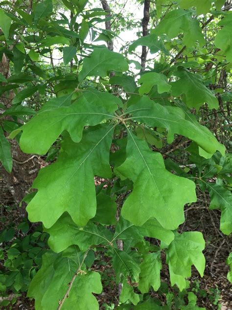 Quercus Marilandica Blackjack Oak Oaks North Carolina Extension