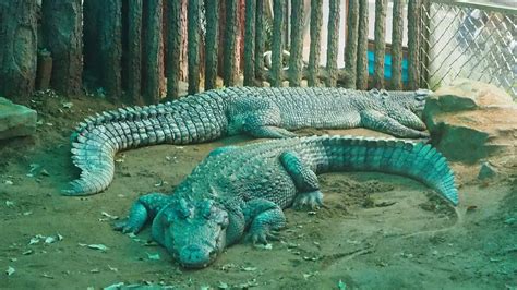 Malagasy Nile Crocodile Naturerules1 Wiki Fandom