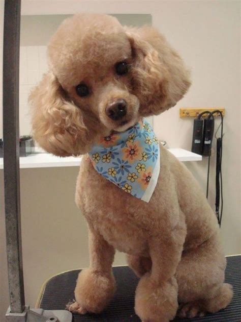 75 Awesome Poodle Haircuts To Try Poodle Haircut Toy Poodle Haircut