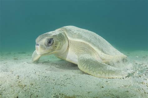 Photo Of The Day ~ Australian Flatback Sea Turtles
