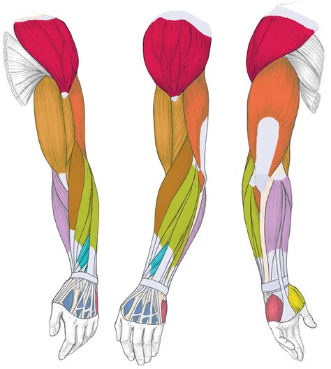 Human Arm Bone Anatomy Humerus Bone In Human Arm Download
